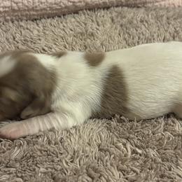 Dachshund Puppies from Whitesboro Dachshund