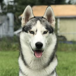 Diggle - Siberian Husky