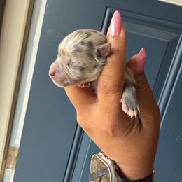 Boy 1 - Blue merle male Pomeranian puppy in Woonsocket, Rhode Island from Precious Paws by Jai