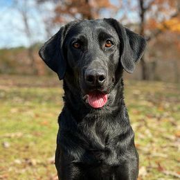 Kendall - Labrador Retriever