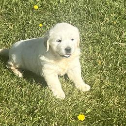 Daisy - Light golden female Golden Retriever puppy in Concho, Arizona from Red Sky Ranch