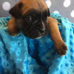 Boxer Puppies from Deutsche Boxer Von Exquisiten