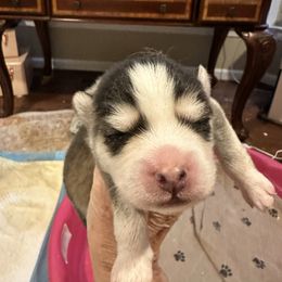 Boy 2 - Black and white male Pomsky puppy in Leesburg, Virginia from Capital Pomsky