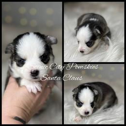 Santa Claus - Gray and white male Pomsky puppy in Rossville, Georgia from Scenic City Pomskies