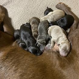 Dilute Retriever and Labrador Retriever Puppies from Megans Labradors
