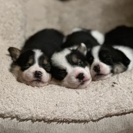 American Corgi and Pembroke Welsh Corgi Puppies from Wild West Corgis