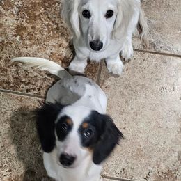 Dachshunds from Pampered in Paradise miniature dachshunds