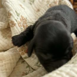 CKC Dottie - Black female Dachshund puppy in Hartsville, Tennessee from B+B Co Miniature Dachshunds
