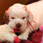 Clumber Spaniels from Von Wunder Haus