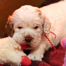 Clumber Spaniels from Von Wunder Haus