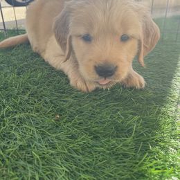 Golden Retriever Puppies from Golden Star Ranch