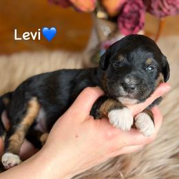 Levi - Black tri-color male Aussiedoodle puppy in Lancaster, Minnesota from Finney Ranch