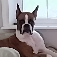 "Dorian" - Boxer