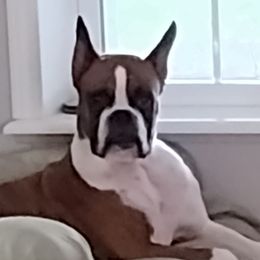"Dorian" - Boxer