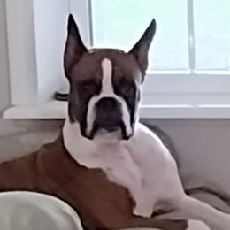"Dorian" - Boxer