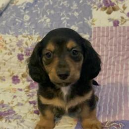 Red - Black and cream male Dachshund puppy in Jonesboro, Illinois from Twin Hills Dachshunds