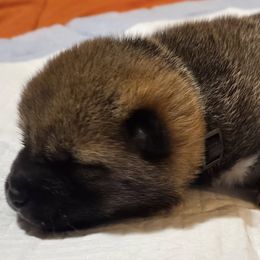 Shiba Inu Puppies from Yoru's Dojo Legacy