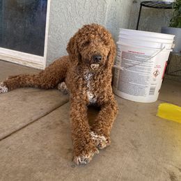 Bruno - Goldendoodle
