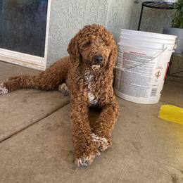 Bruno - Goldendoodle