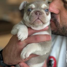 Chanel - Cream female French Bulldog puppy in Saratoga Springs, Utah from Your Utah Frenchie