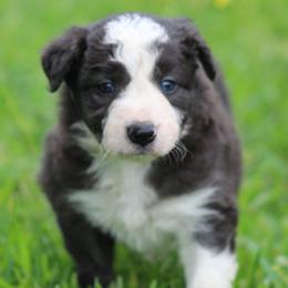Boy 3 - Seal male Border Collie puppy in Tylertown, Mississippi from Cool Meadow Farms