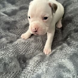 SHREK - White male Boxer puppy in Ocala, Florida from Bowers Boxers