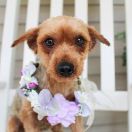 Dolly - Yorkshire Terrier