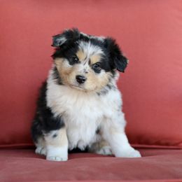 Australian Shepherd, Miniature American Shepherd, and Miniature Australian Shepherd Puppies from Painted Blue Aussies