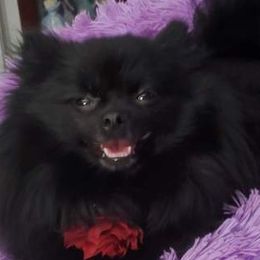 Pomeranians from Pomtastic Poms