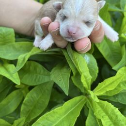 Apollo - Cream and white male Chihuahua puppy in Delaplane, Virginia from CMW Interstellar Kennel