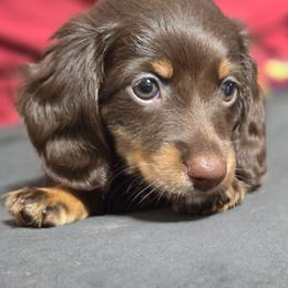 Hershey - Chocolate female Dachshund puppy in Oklahoma City, Oklahoma from Hamm Weenies  AKC (Dachshunds)