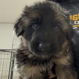 Boy 3 - Lime Green Collar - Black and red male German Shepherd puppy in Valley Springs, South Dakota from Von Pasch German Shepherds