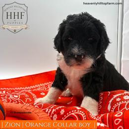 ZION - Black and white male Sheepadoodle puppy in Charlo, Montana from Heavenly Hilltop Farm
