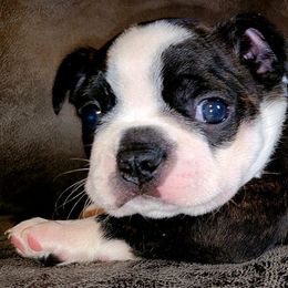 Boston Terrier Puppies from Joey Muller