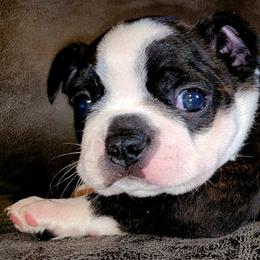 Boston Terrier Puppies from Joey Muller