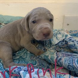 Weimaraner Puppies from Golden Hill’s Weimaraner’s