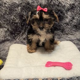 Little Bitsy - Blue and gold female Yorkshire Terrier puppy in Brandenburg, Kentucky from Lil Amazing Paws Yorkshire Terriers