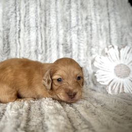 Dachshund Puppies from Breezy Florida Dachshunds