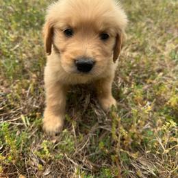 Patrick - Chocolate male Goldendoodle puppy in Louisburg, North Carolina from Lakes Golden Doodles