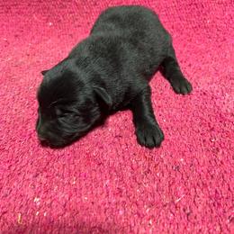Ash - Black female Australian Shepherd puppy in Whitwell, Tennessee from Owl Hollow Farm