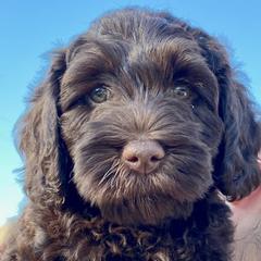 Australian Labradoodle Puppies from Lakeview Labradoodles
