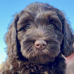 Australian Labradoodle Puppies from Lakeview Labradoodles