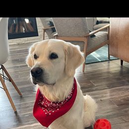 Kaia - Golden Retriever