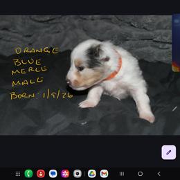 ORANGE - Blue merle white and tan male Shetland Sheepdog puppy in Los Lunas, New Mexico from Stafford Shelties