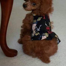 Poodle Puppies from Lowry Toy Poodles