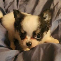 Ditto - Black and white male Chihuahua puppy in Attleboro, Massachusetts from Treasured Hearts Chihuahuas and Toy/mini poodles