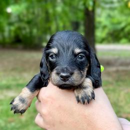 TBD 3rd born - Black and tan male Dachshund puppy in El Dorado, Arkansas from LovelylilDoxies