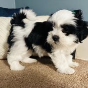 Shichon Puppies from Great Lakes Teddy Bear Dogs