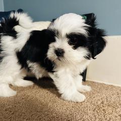 Shichon Puppies from Great Lakes Teddy Bear Dogs