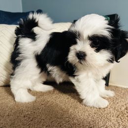Shichon Puppies from Great Lakes Teddy Bear Dogs